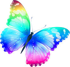 colorbutterfly